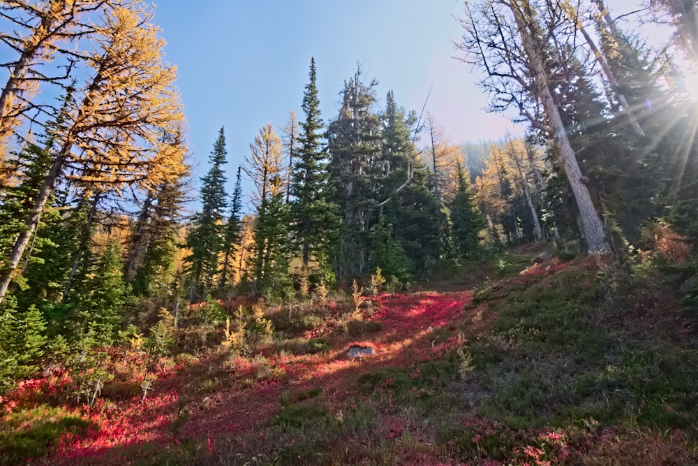 the sun shines through the trees in the forest