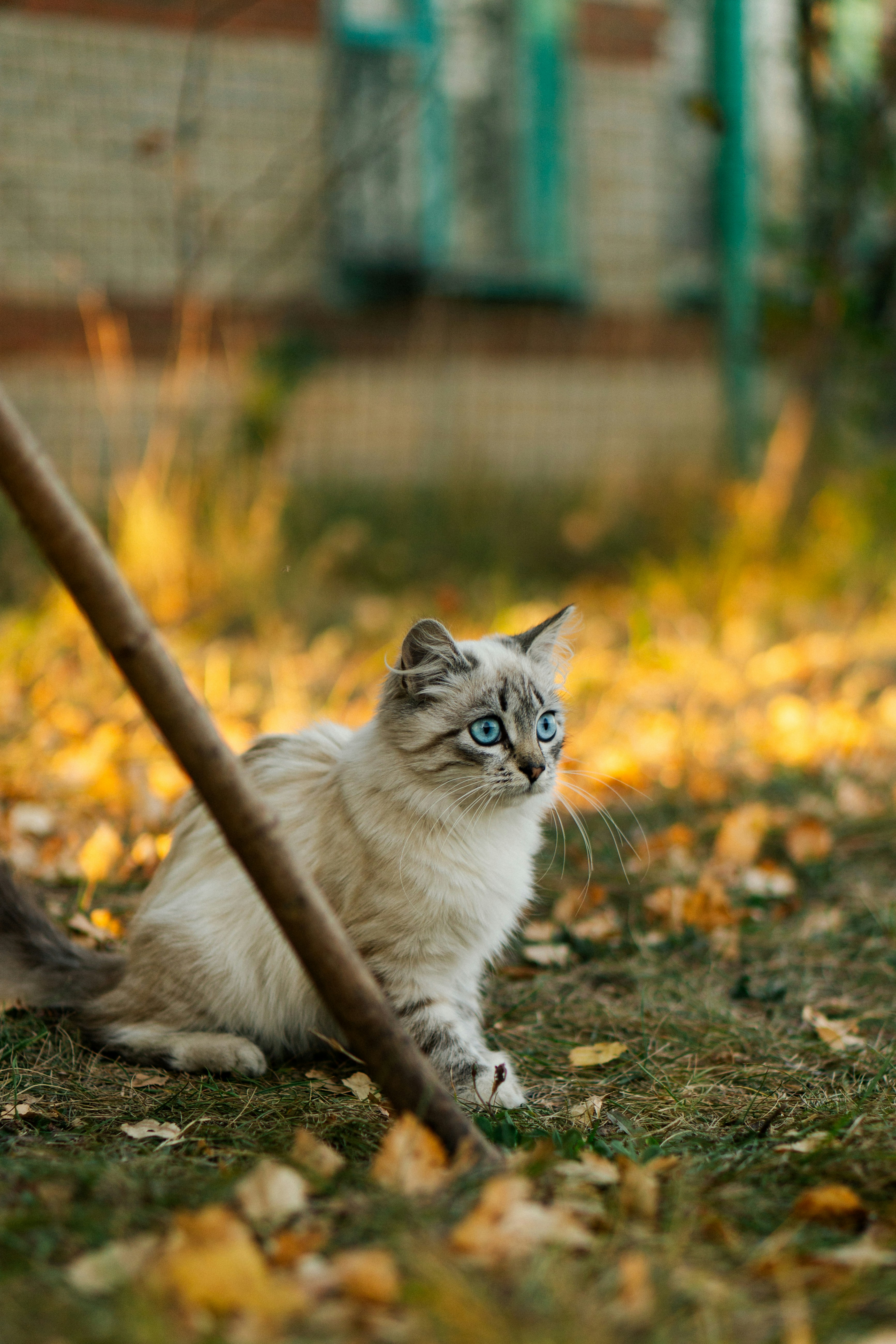 “Attack the Broom!”: Fear Meets Bravery (image credits: unsplash)