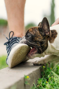 a small dog biting a shoe on the ground