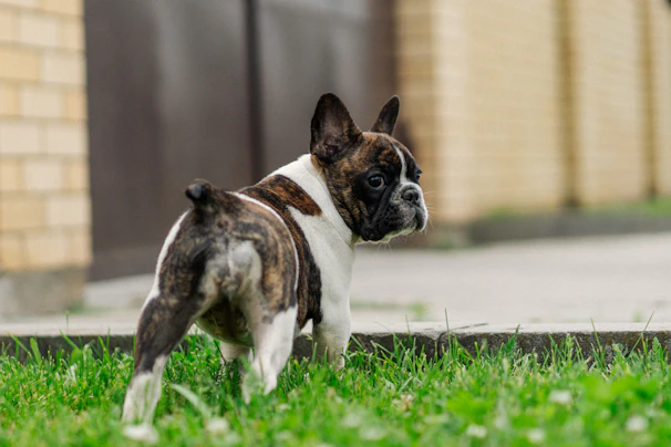 A proud French Bulldog puppy standing tall against a backdrop of Texas wildflowers.