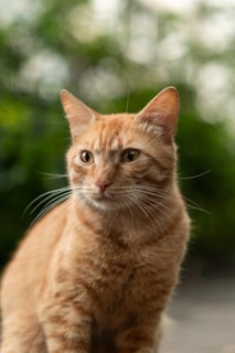 A ginger cat perched on a wooden fence, gazing thoughtfully into the garden.