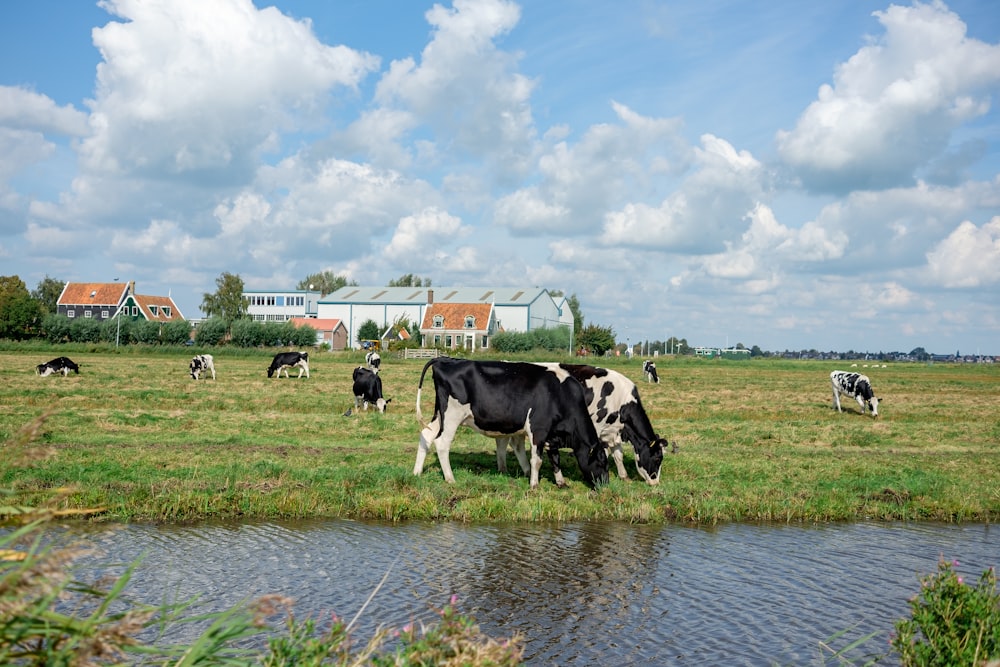 a herd of cows grazing on a lush green field