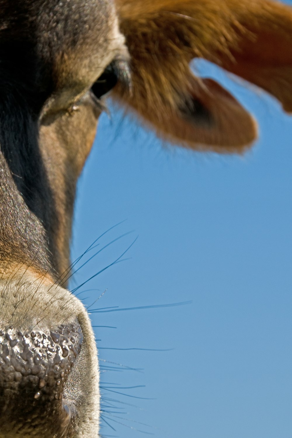 a close up of a cow's nose against a blue sky