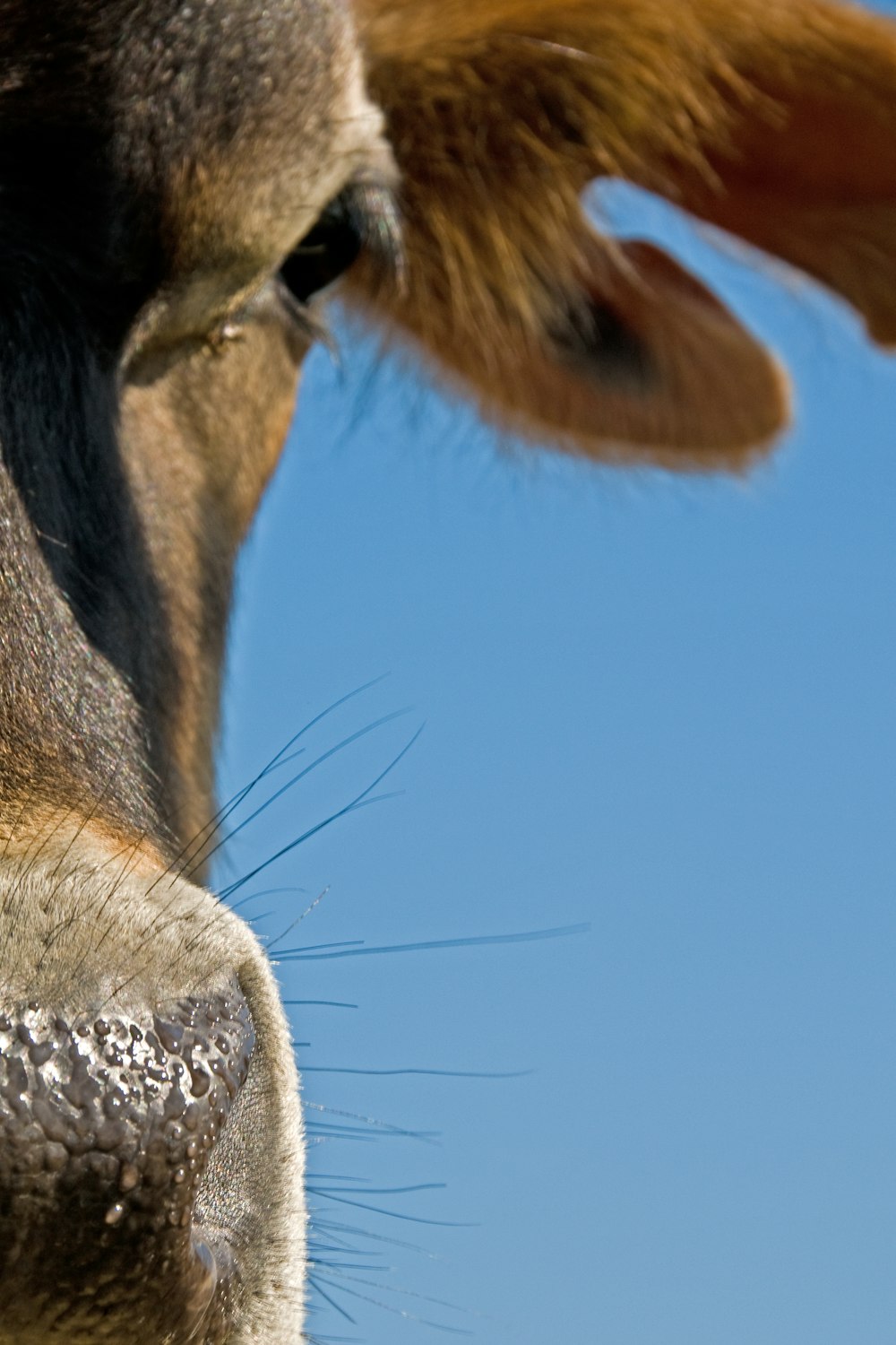 Gros plan du nez d’une vache sur un ciel bleu