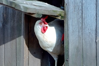 a white chicken with a red comb sticking out of its hole