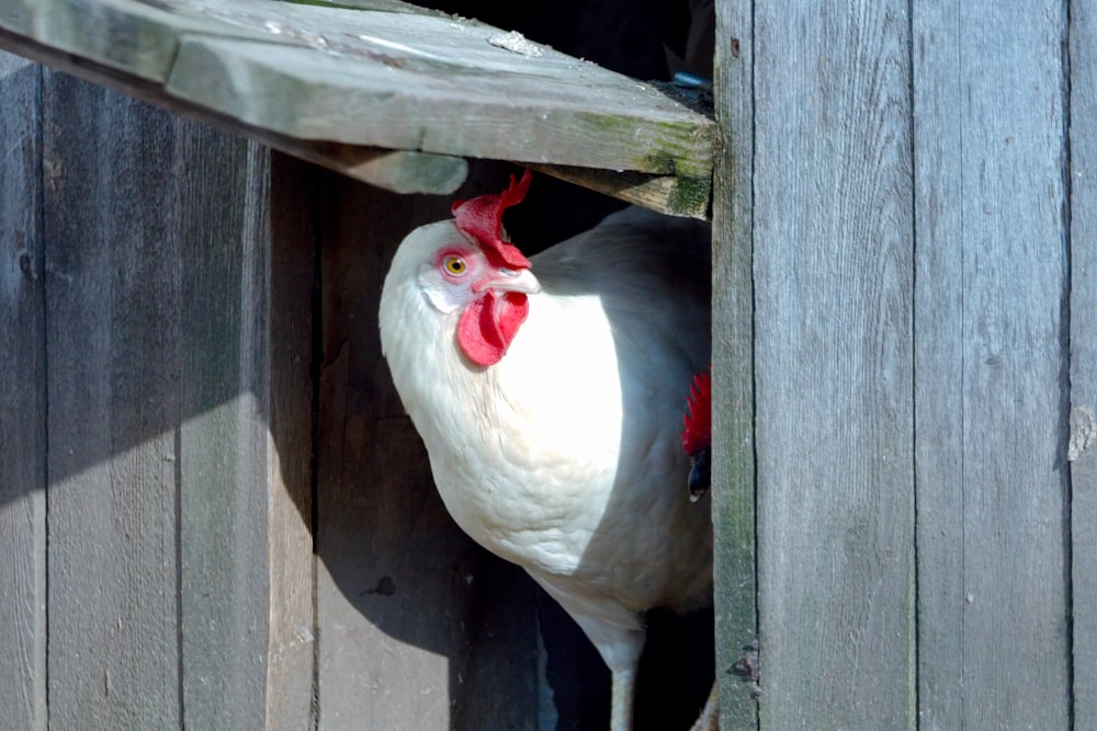 a white chicken with a red comb sticking out of its hole