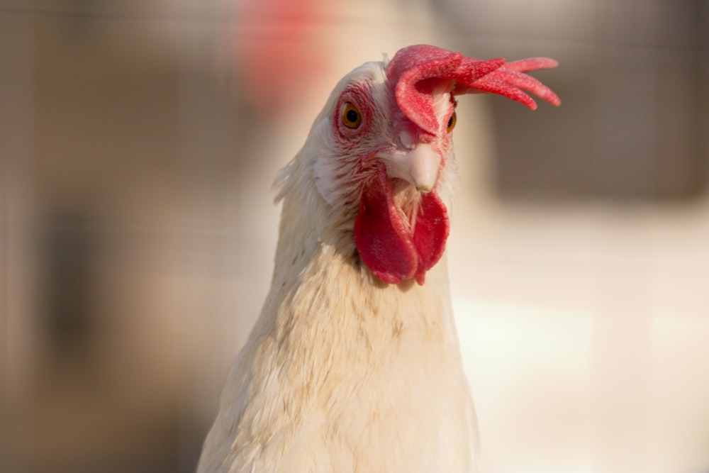 a close up of a chicken with a blurry background