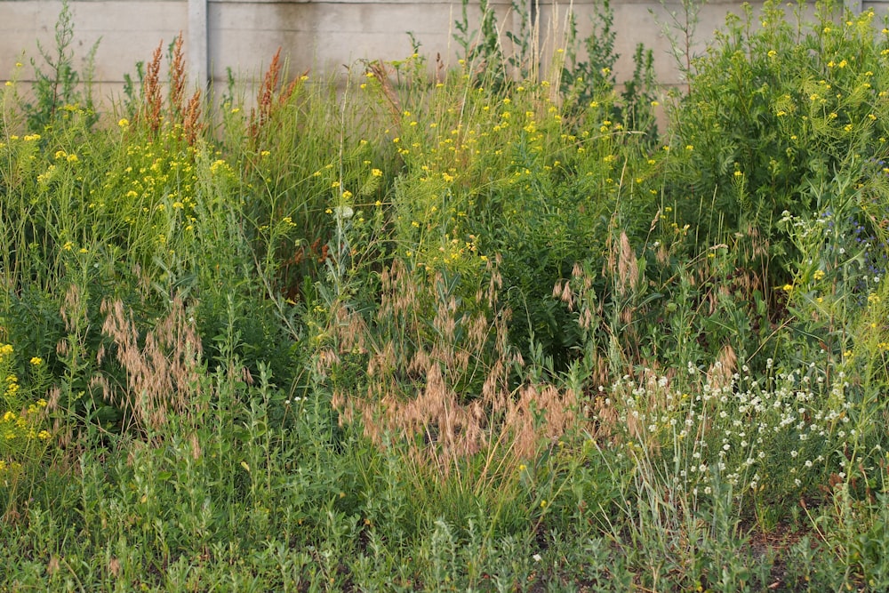 a bunch of plants that are in the grass