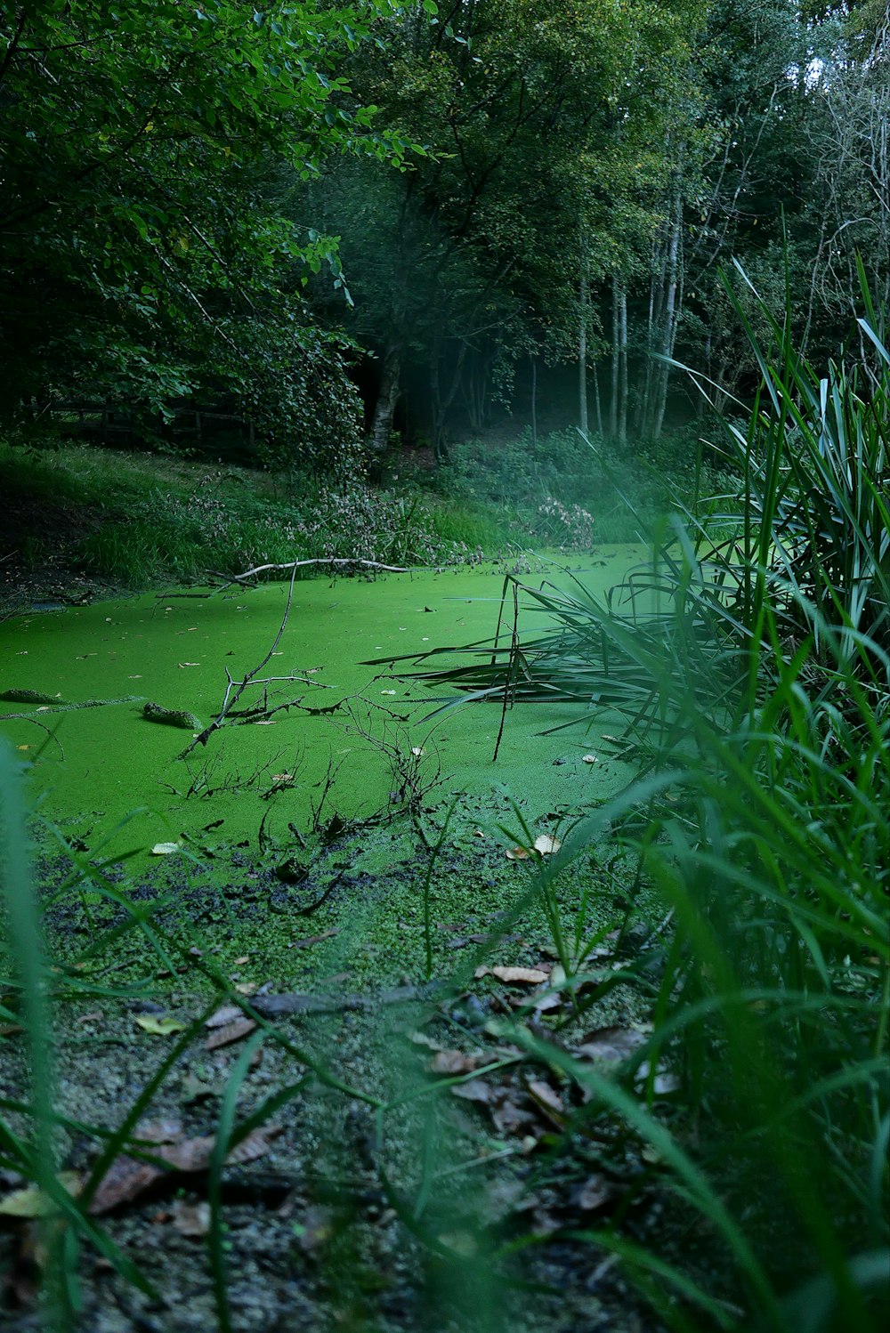 a body of water with green algae in it