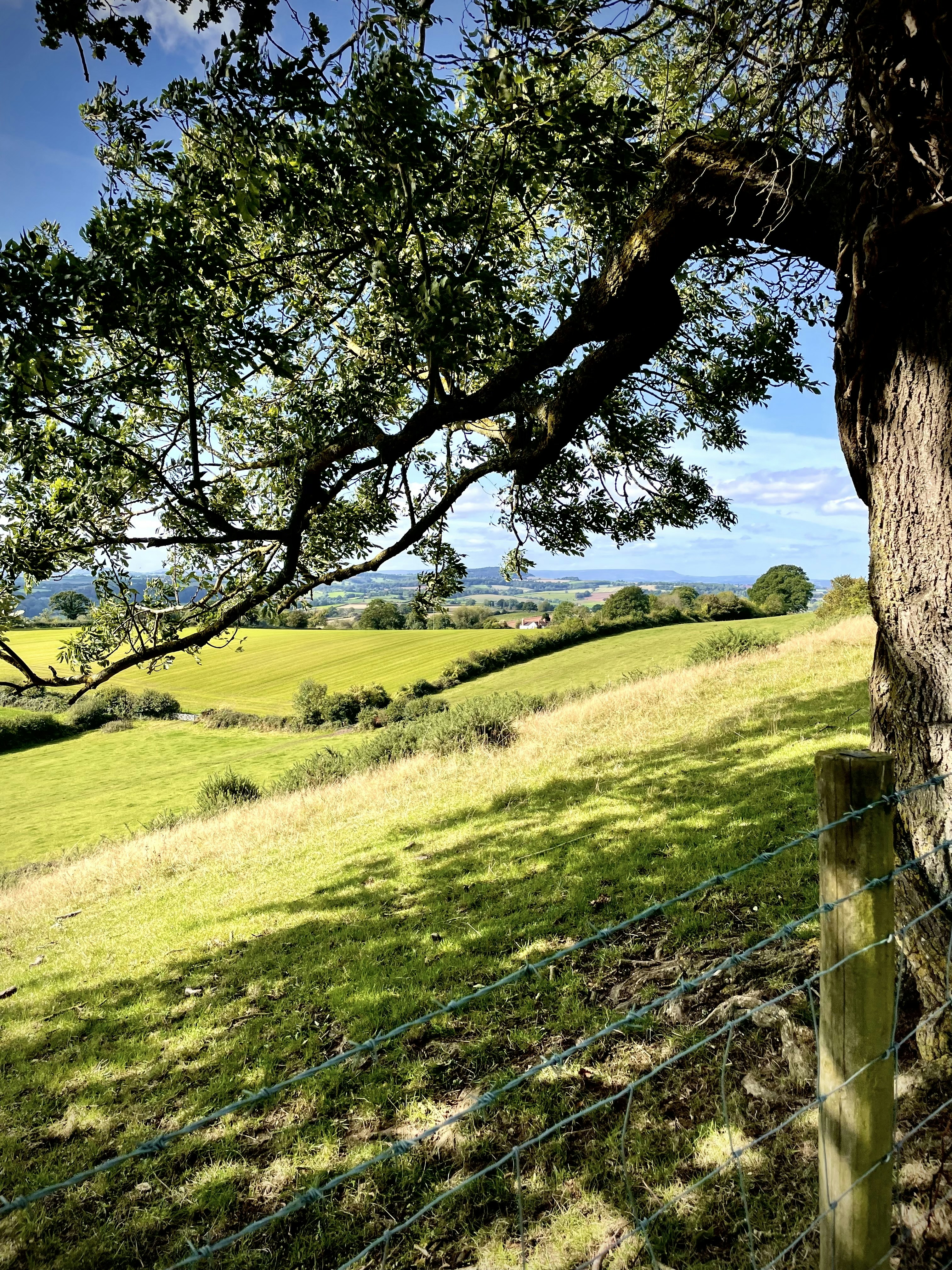 a field with a fence and a tree in the foreground