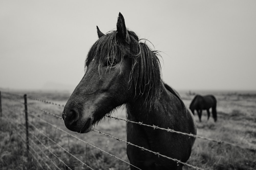 Una foto en blanco y negro de un caballo detrás de una valla