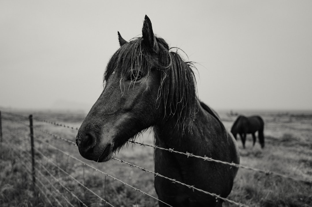 a black and white photo of a horse behind a fence, Moody Horse