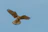 A focused game fowl mid-flight, wings spread wide against a clear blue sky.