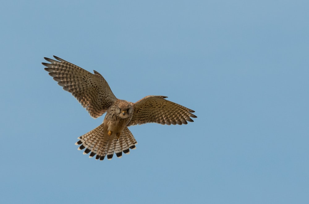 a large bird flying through a blue sky