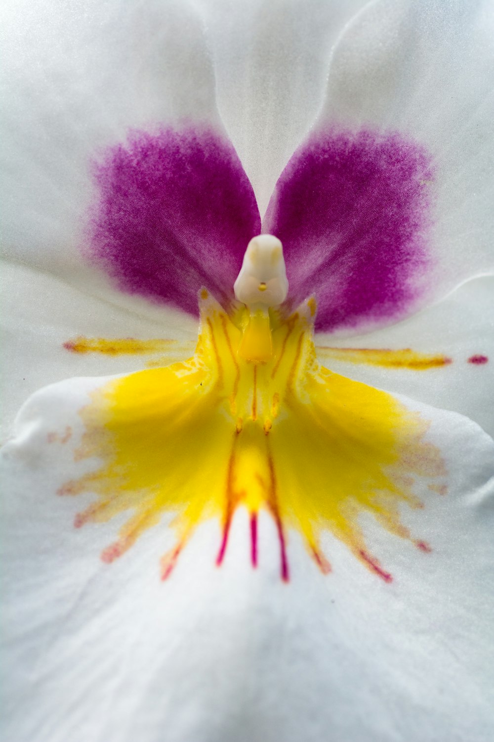 a close up of a white and purple flower