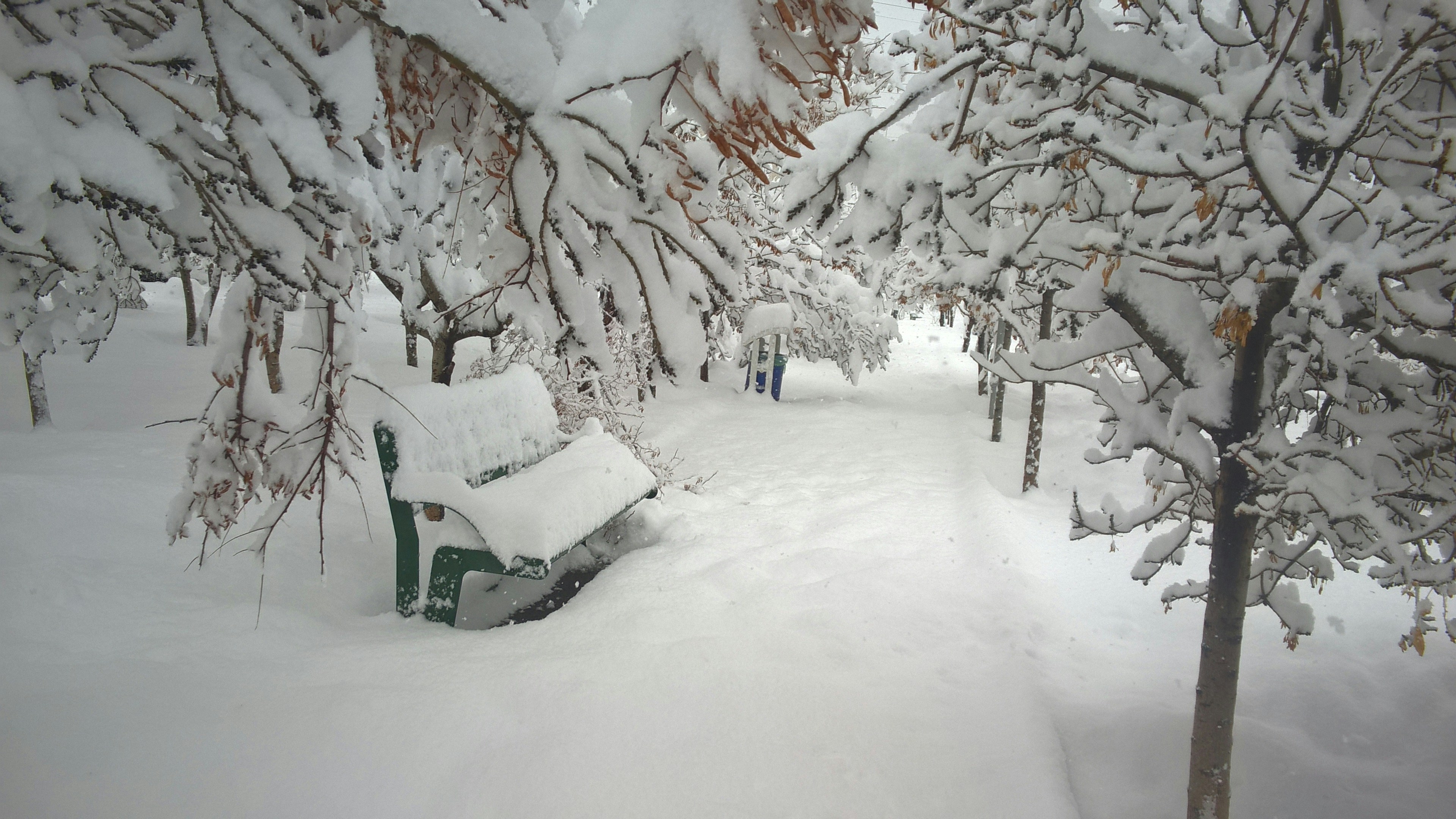 A park bench covered in snow next to trees photo – Free Outdoors Image ...