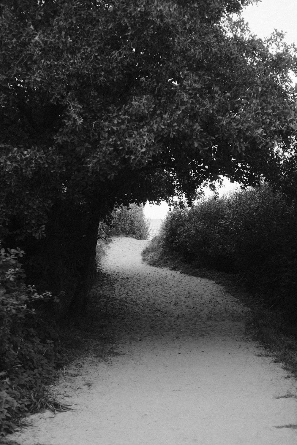 a black and white photo of a dirt path
