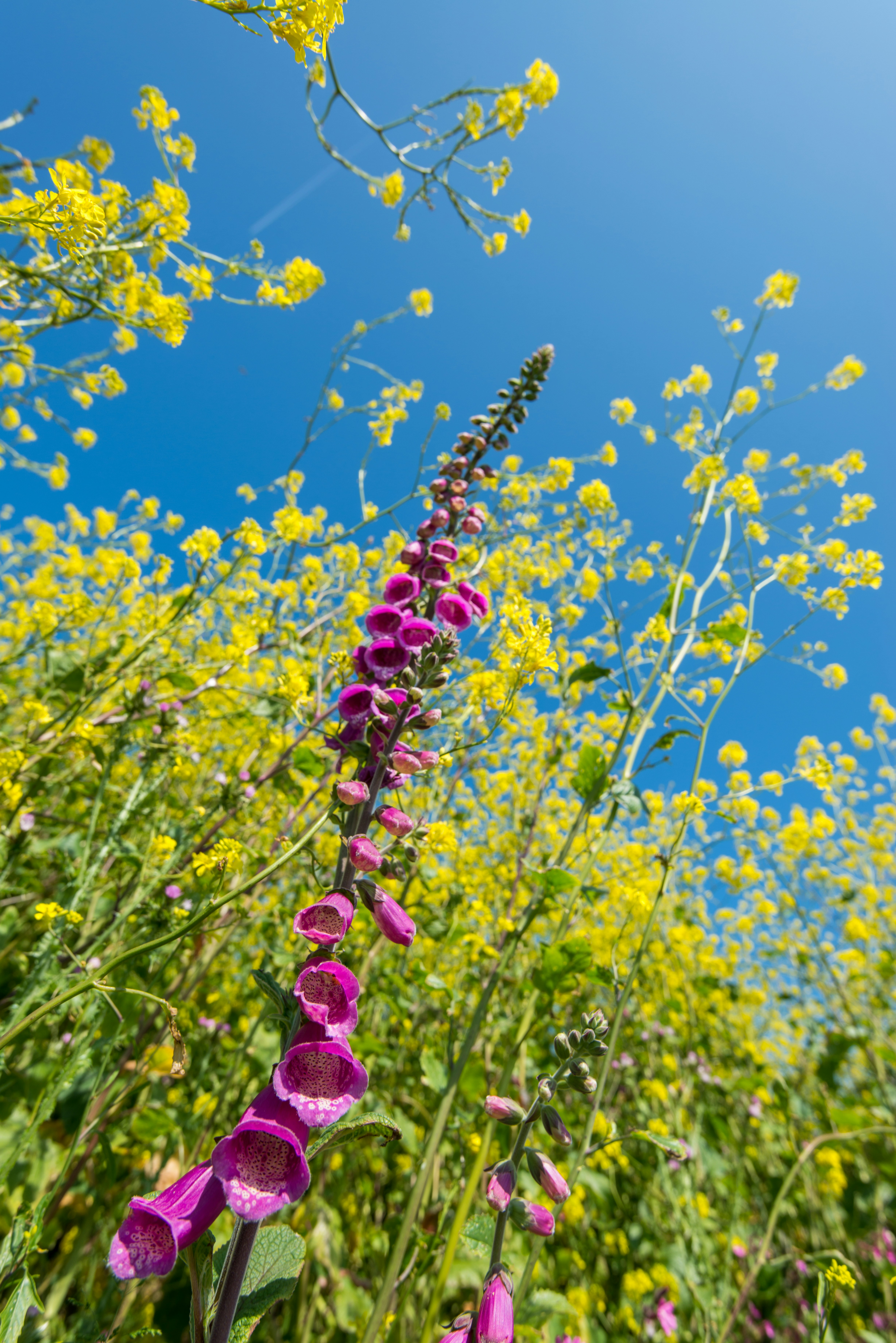 une fleur violette dans un champ de fleurs jaunes