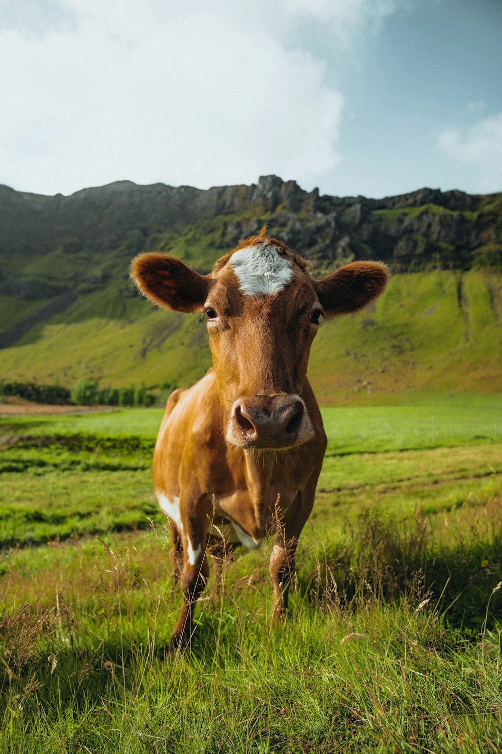 uma vaca marrom em cima de um campo verde exuberante