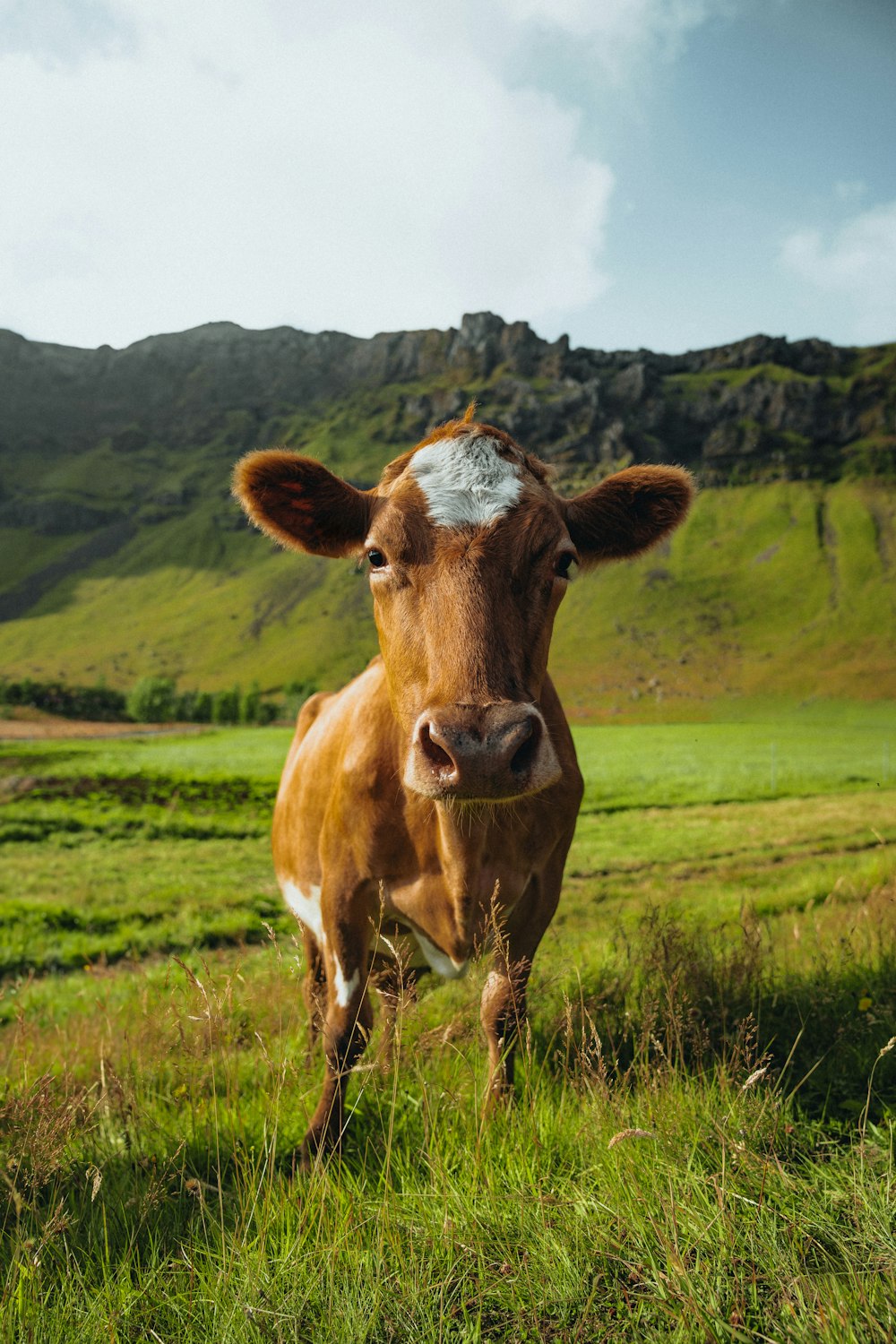 Una vaca marrón de pie en la cima de un exuberante campo verde