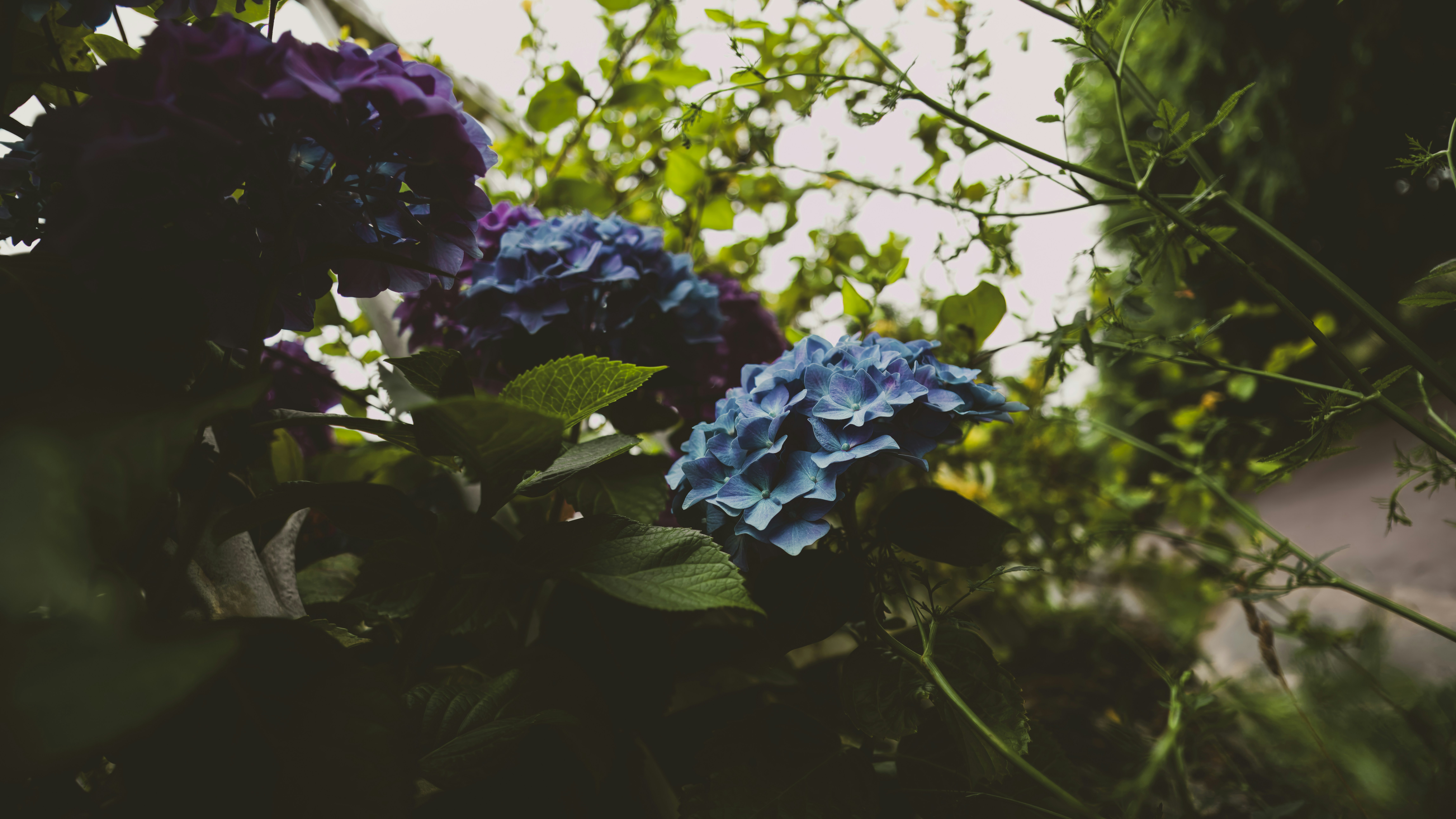 草の中に座っている花の束
