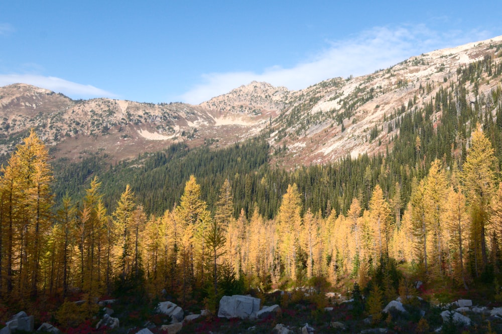 une vue d’une chaîne de montagnes avec des arbres au premier plan