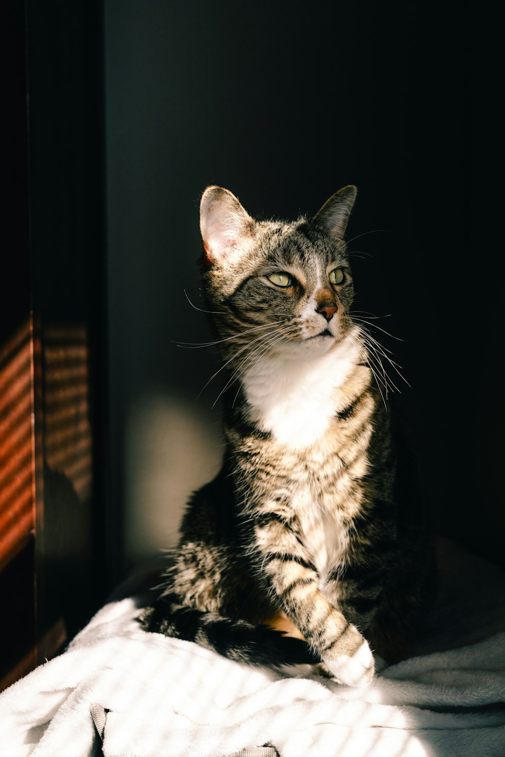 a cat sitting on top of a bed next to a window