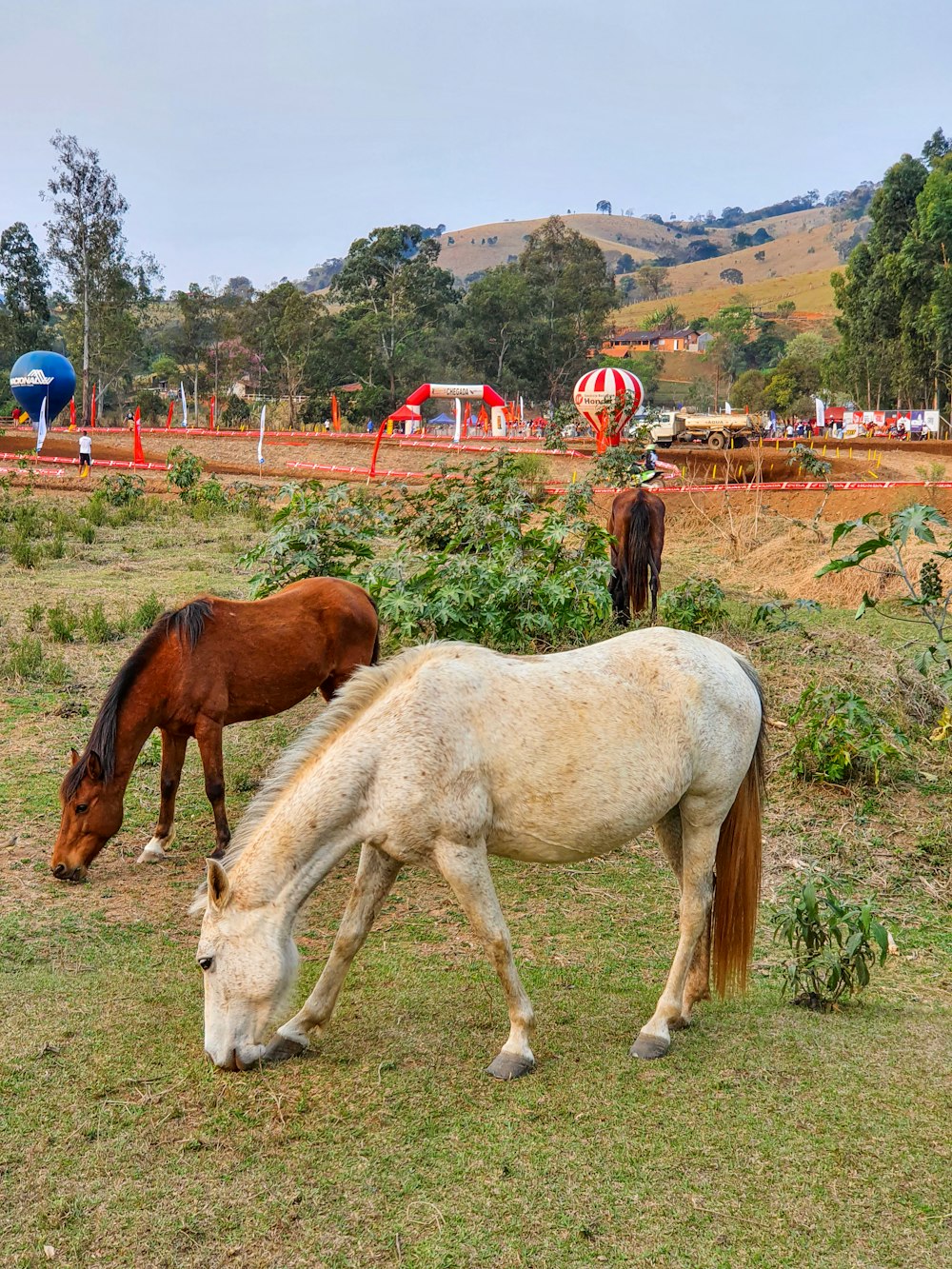 two horses are grazing in a field with trees in the background