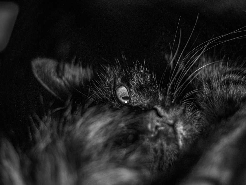 a black and white photo of a cat's face