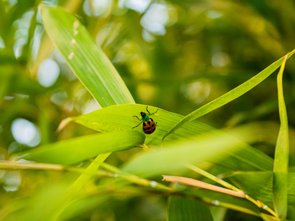 a bug sitting on top of a green leaf