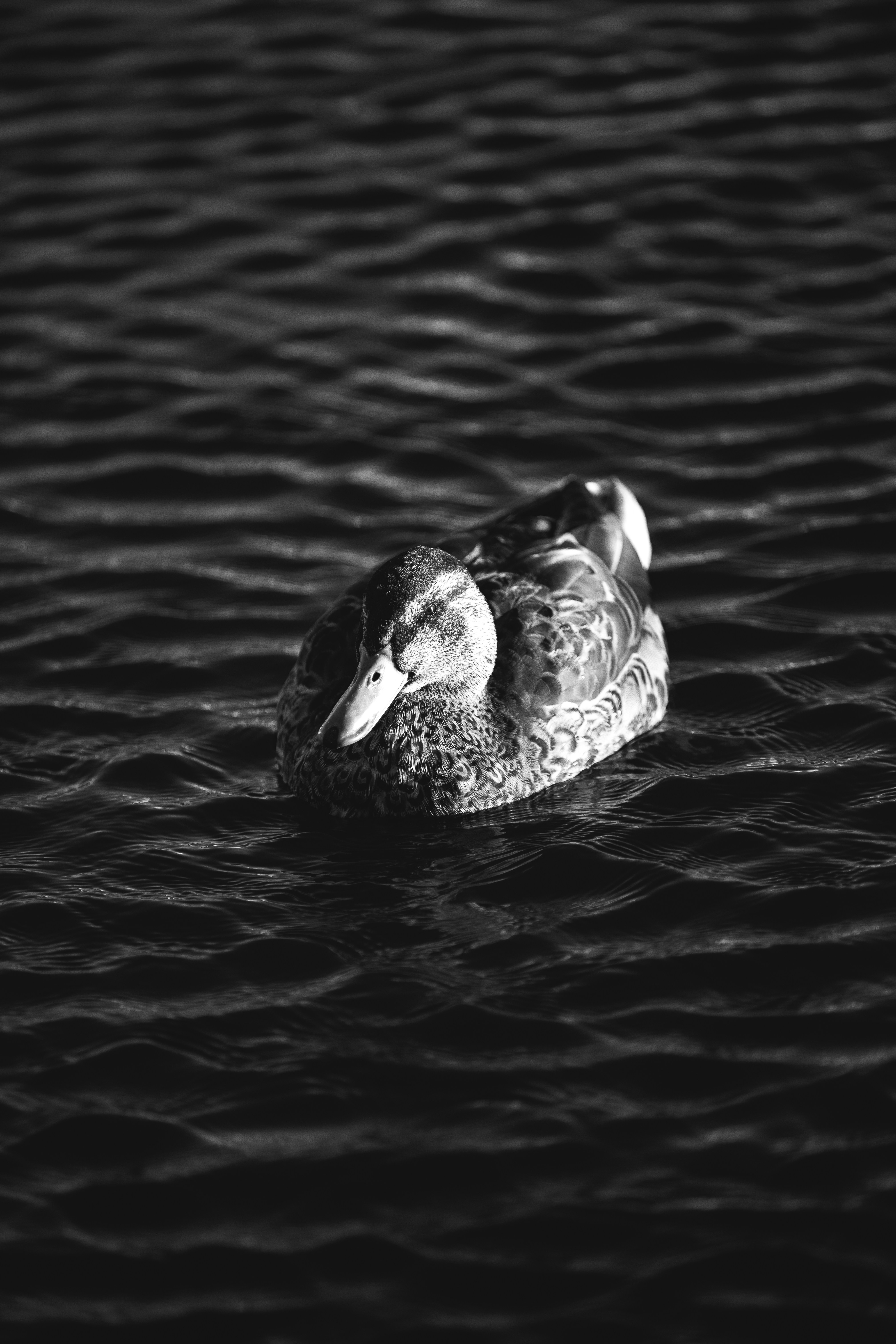 Photo by robertarnar