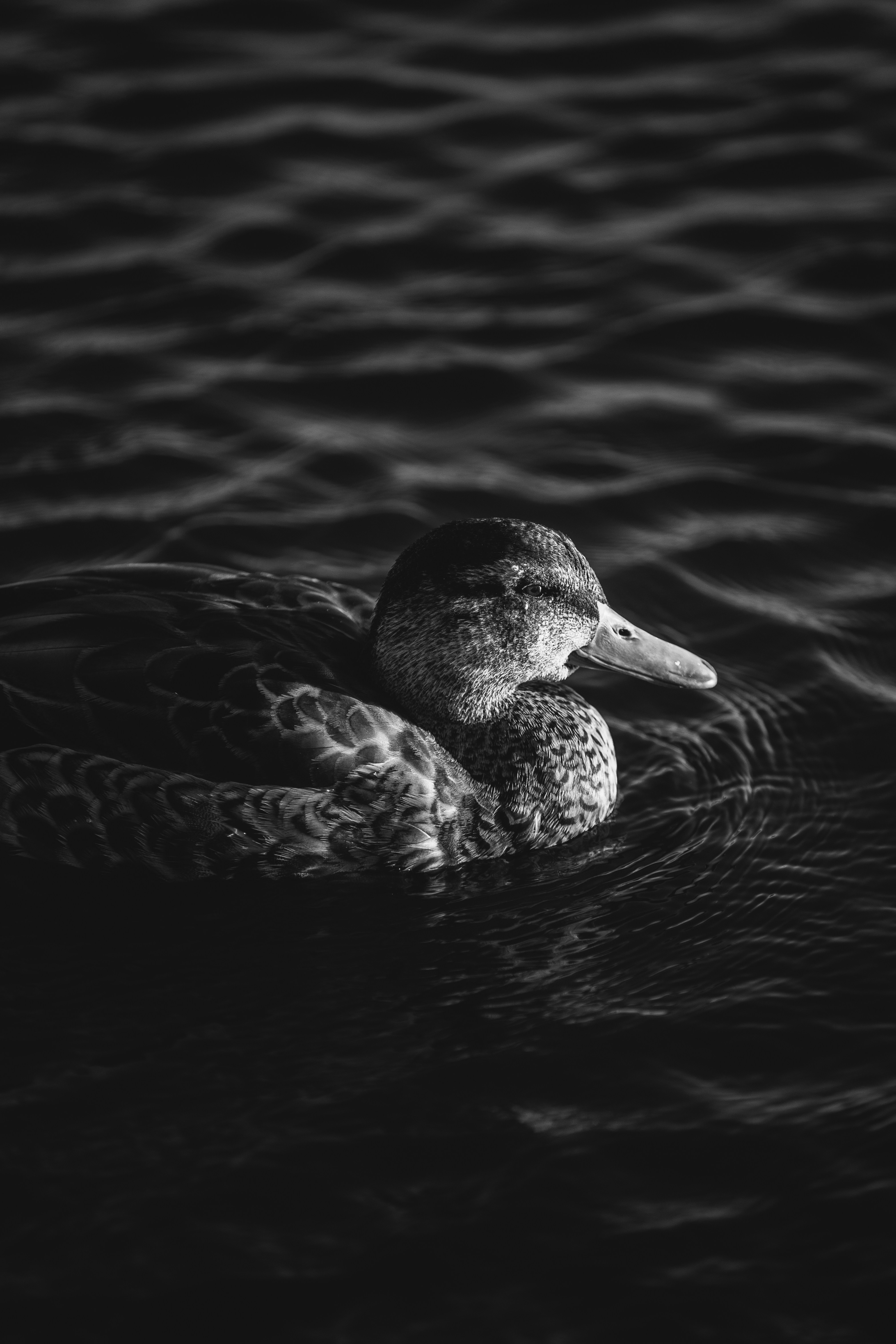 Photo by robertarnar