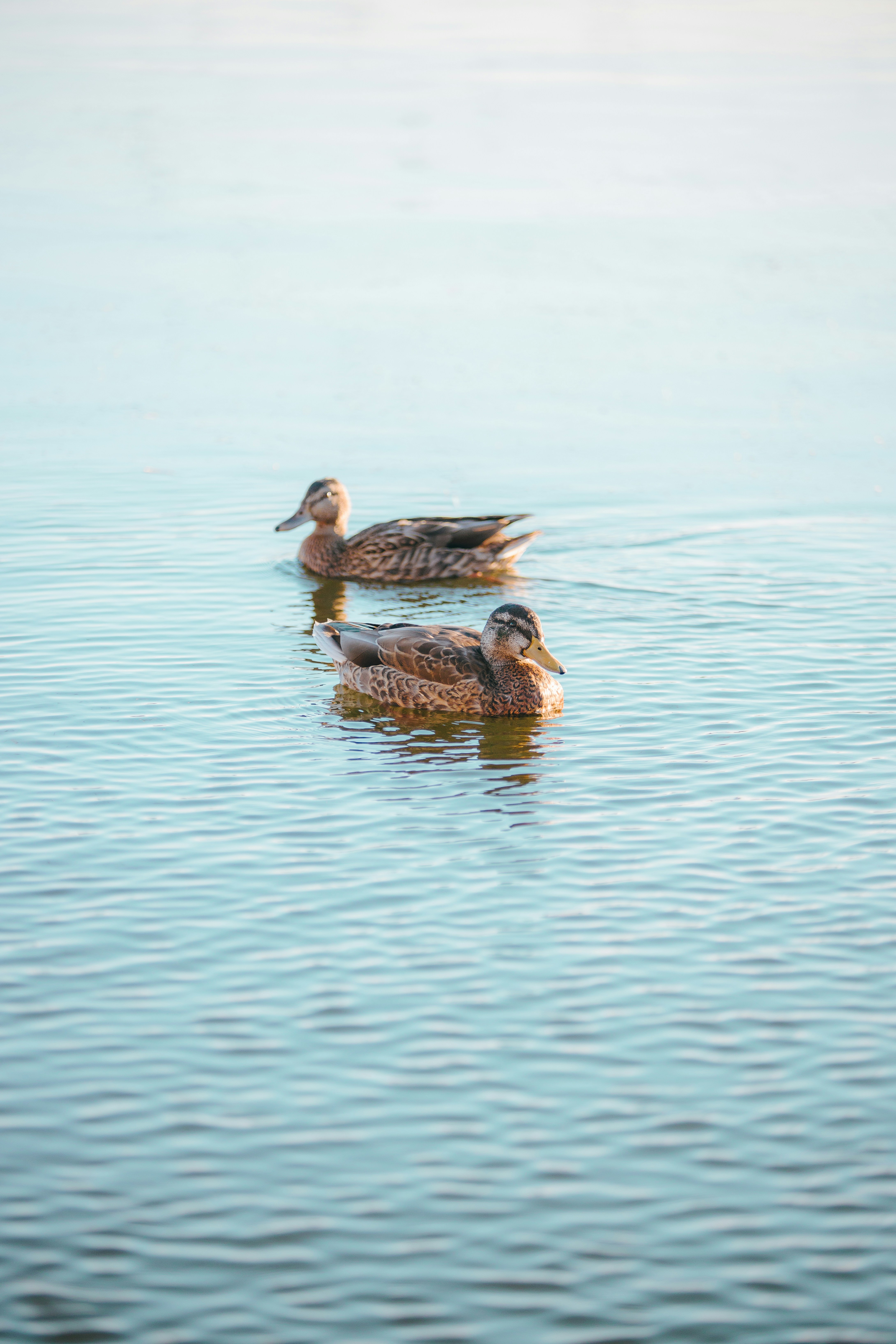 Photo by robertarnar