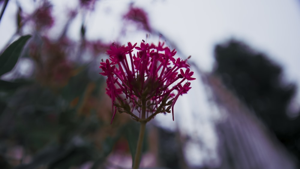 a close up of a pink flower with a blurry background