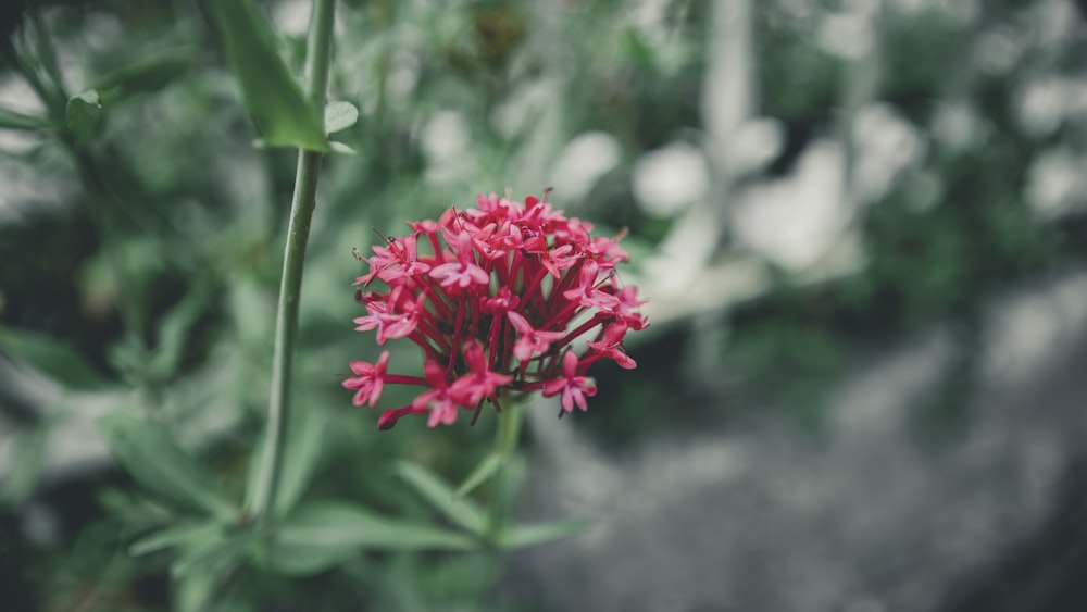 a close up of a flower in a field