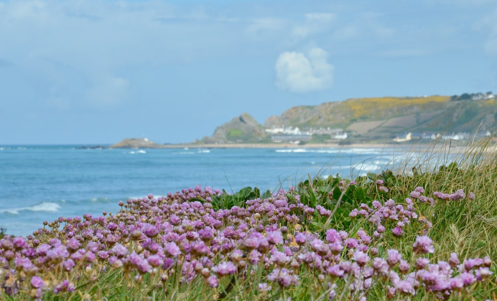 a field of purple flowers next to the ocean