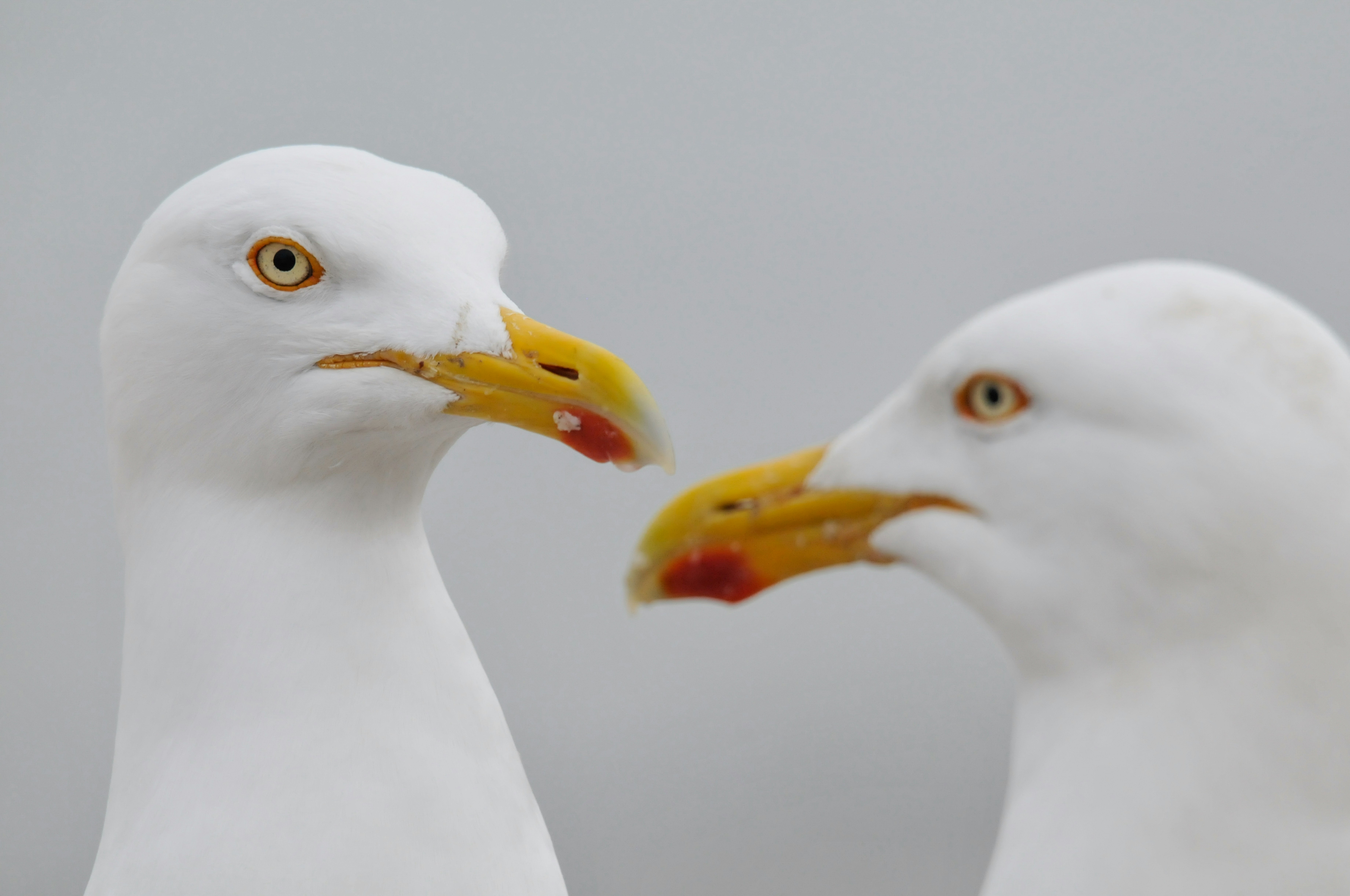 a couple of white birds standing next to each other