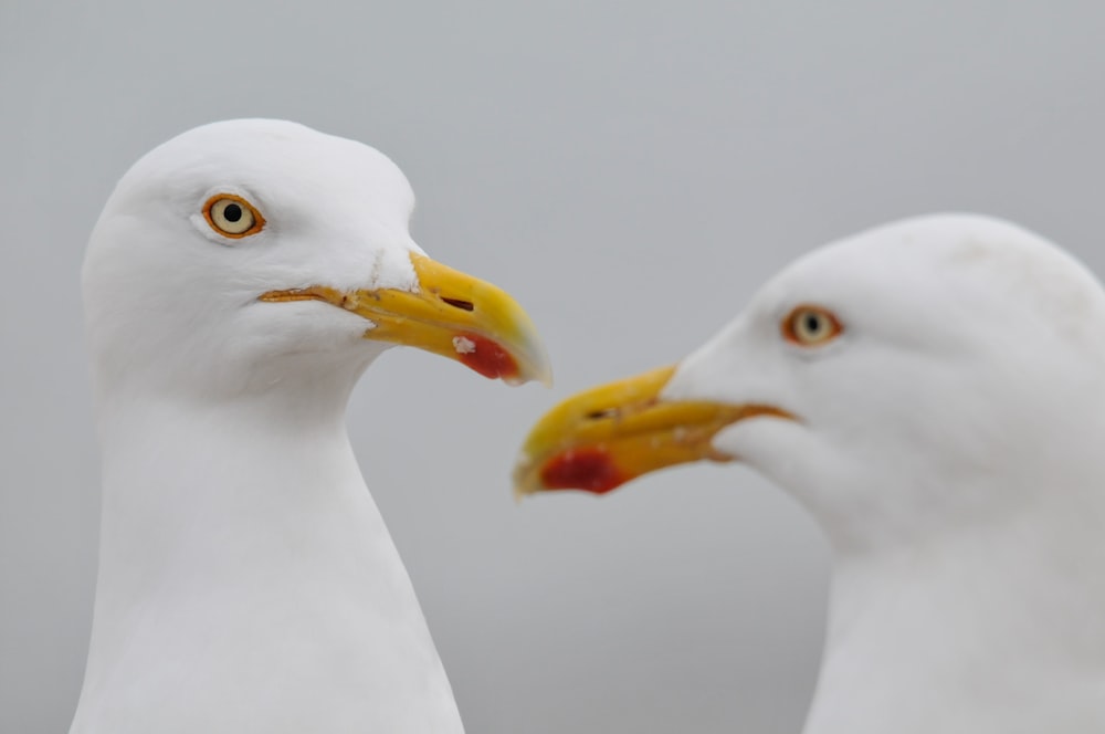 a couple of white birds standing next to each other