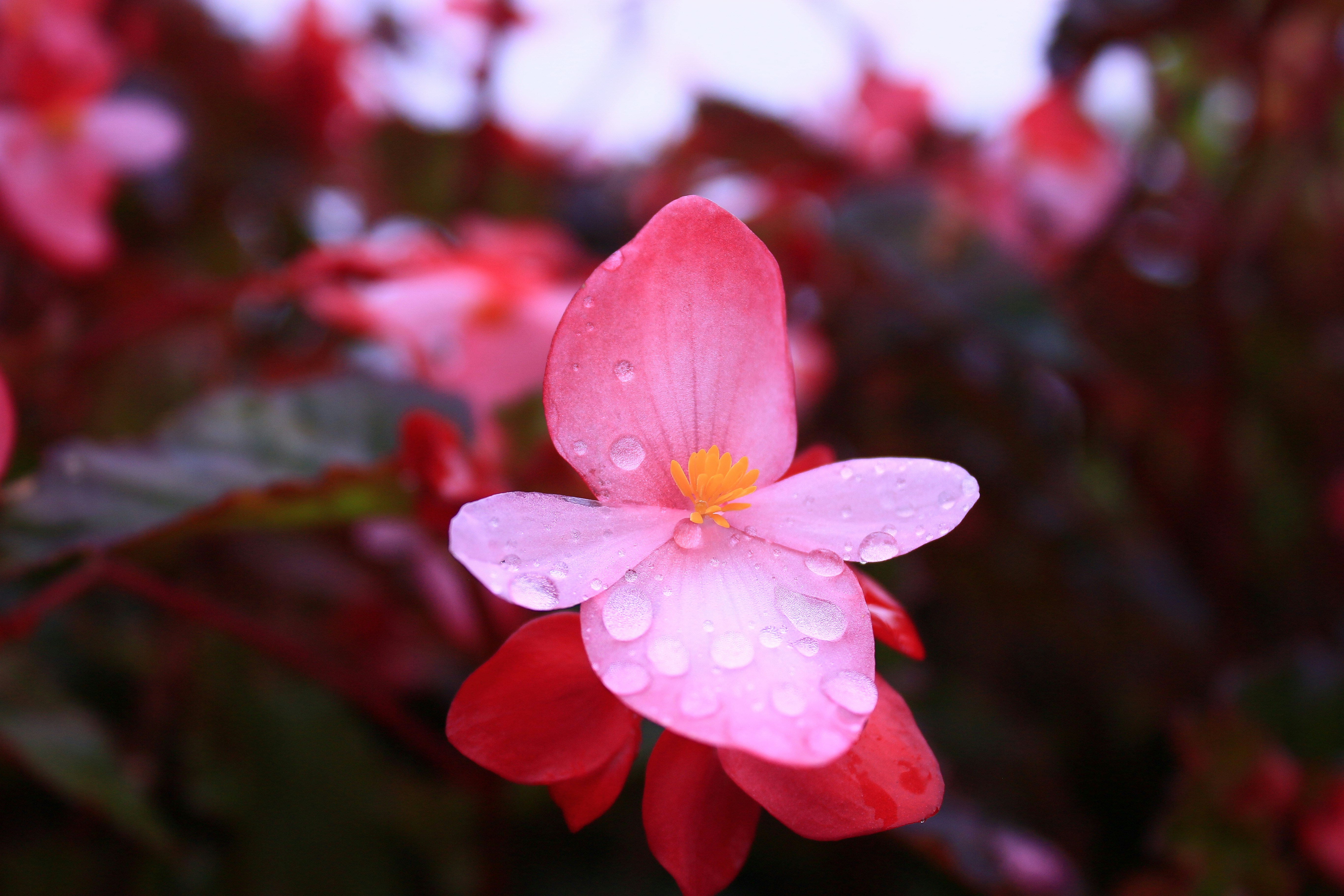 Photo by gezeta22