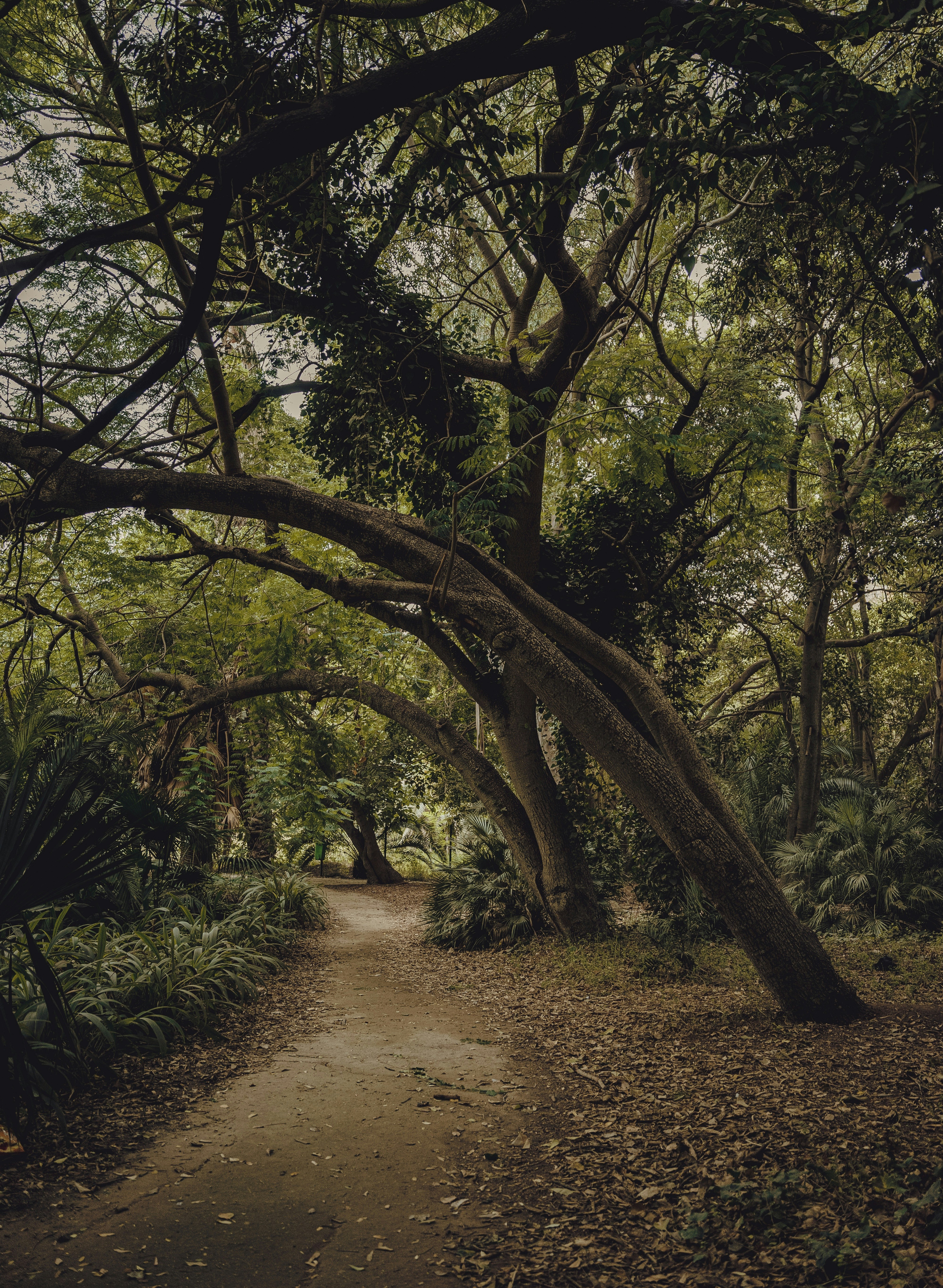 a path through a forest with lots of trees