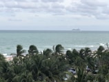 A cruise ship sails on a vast ocean under a cloudy sky. In the foreground, tall palm trees dominate the view, partially obscuring a sandy beach. A few people can be seen enjoying the beach near the palms.