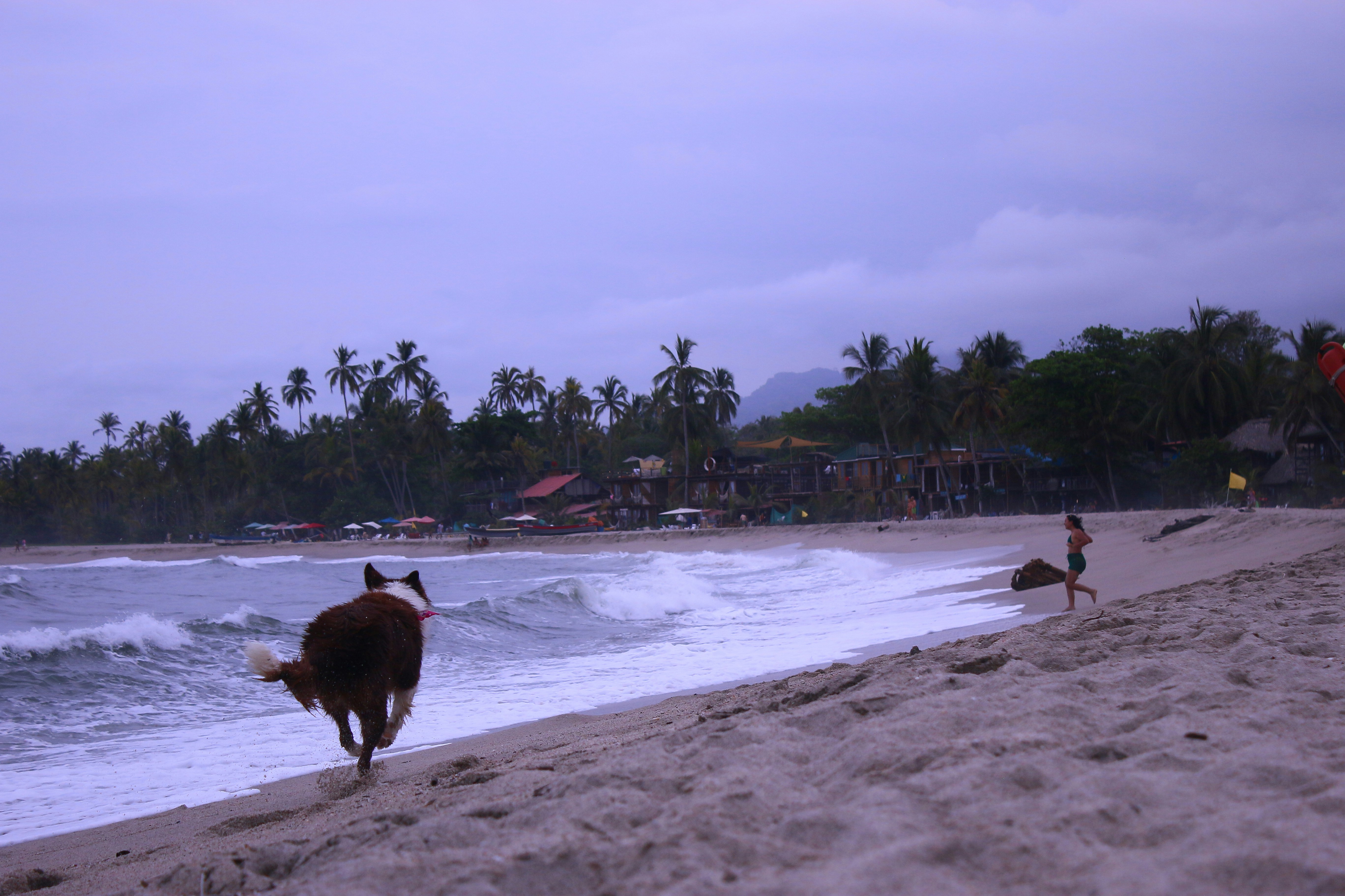 a dog running on the beach towards the ocean