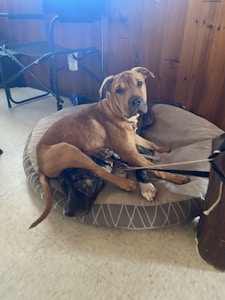 A brown dog is sitting on a round pet bed, looking towards the camera. Another dog, with a brindle coat, is partially visible underneath the brown dog, laying on the same bed. The setting includes a wooden wall and a black chair in the background.