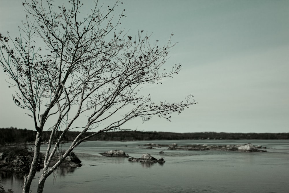 a black and white photo of a tree in the water