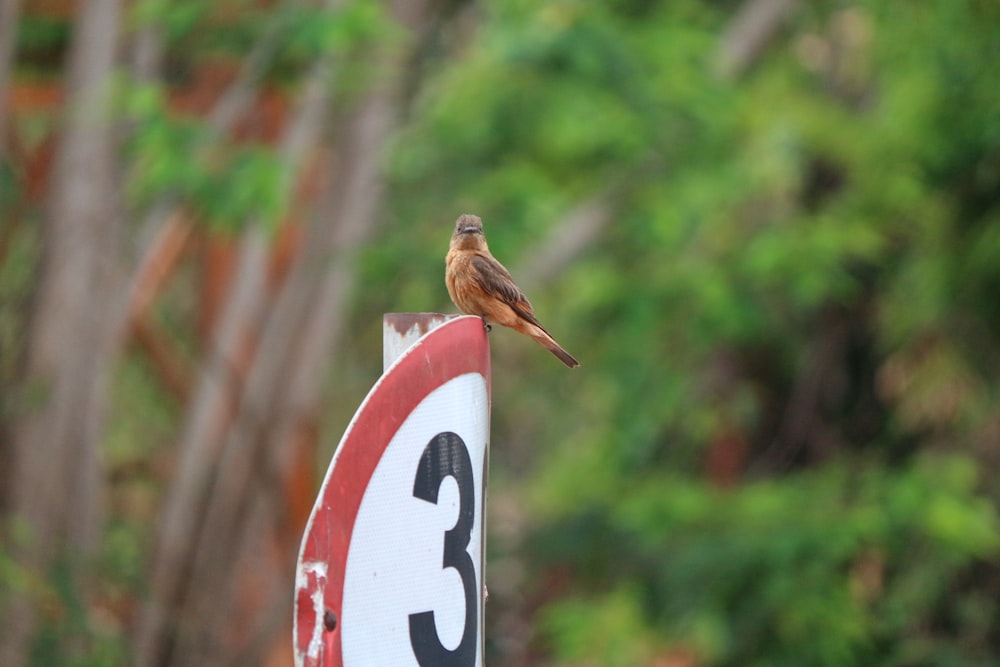 a bird sitting on top of a red and white sign