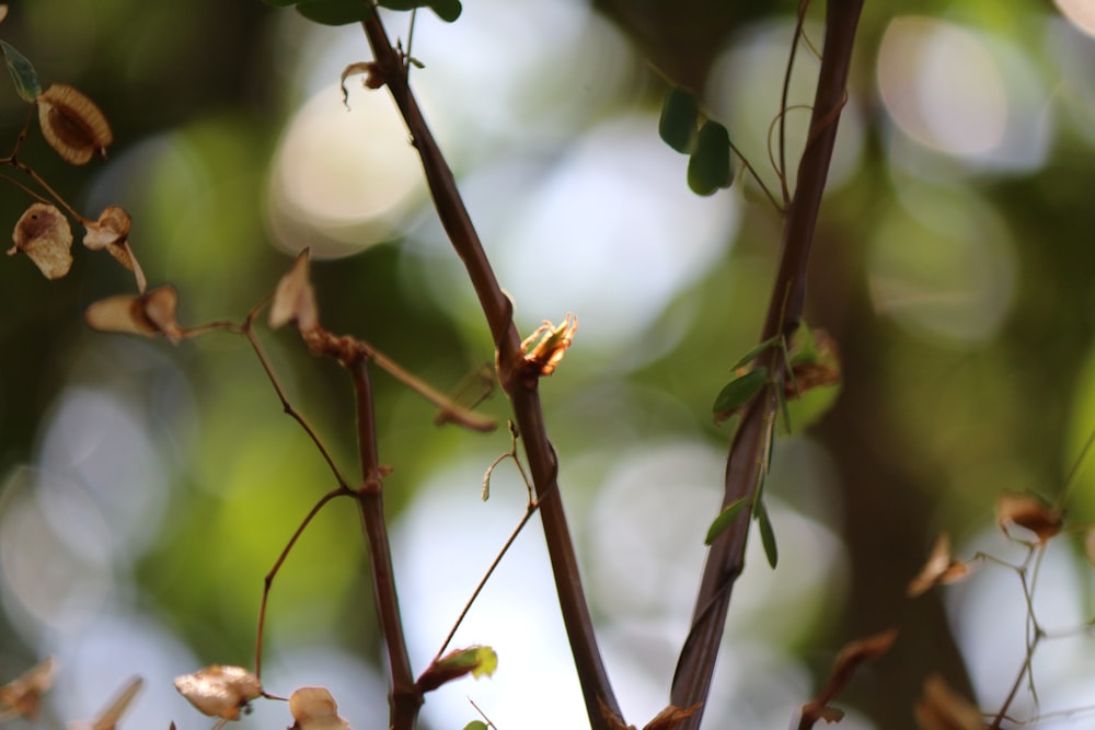 a close up of a tree branch with leaves