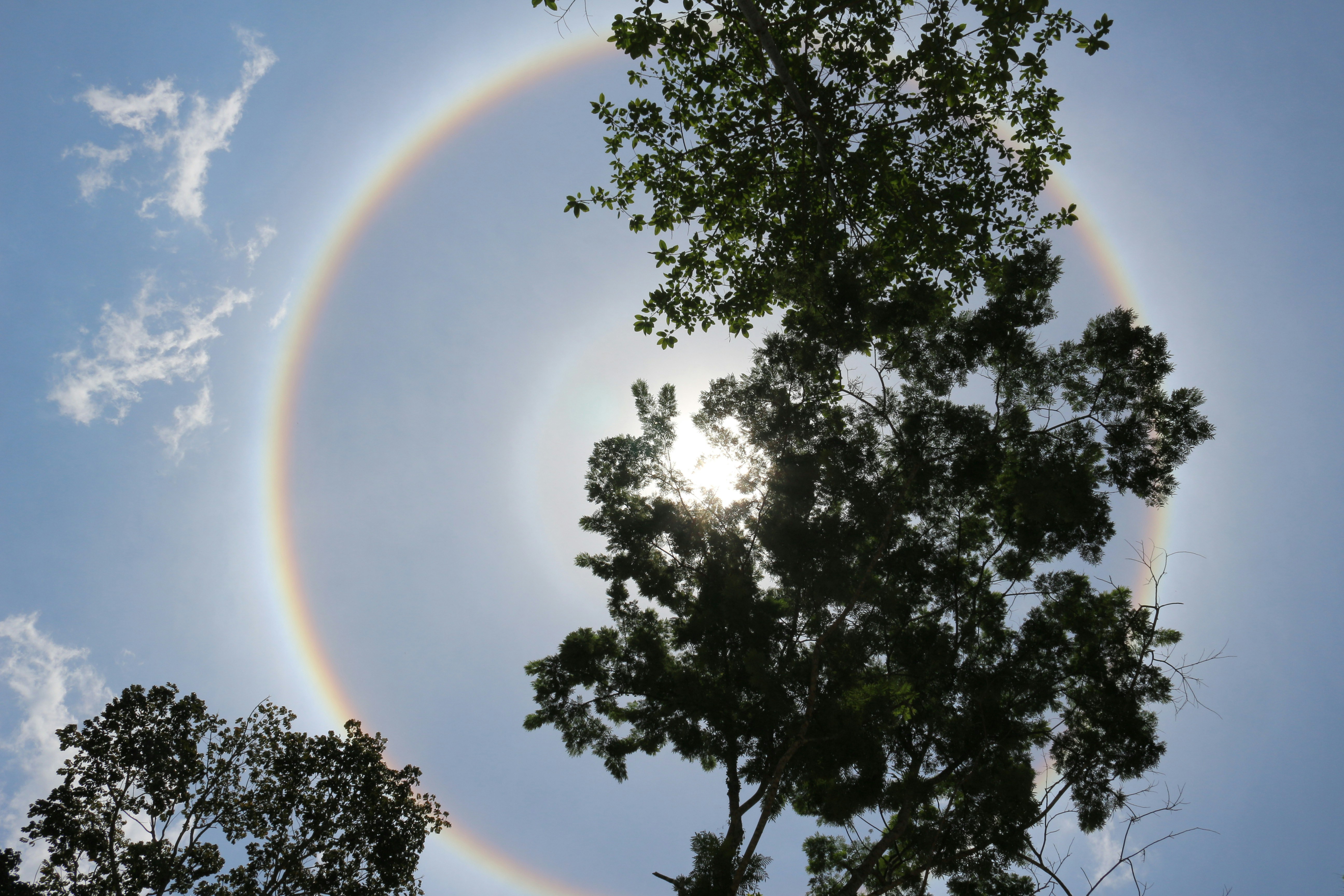 a rainbow ring in the sky over trees, 