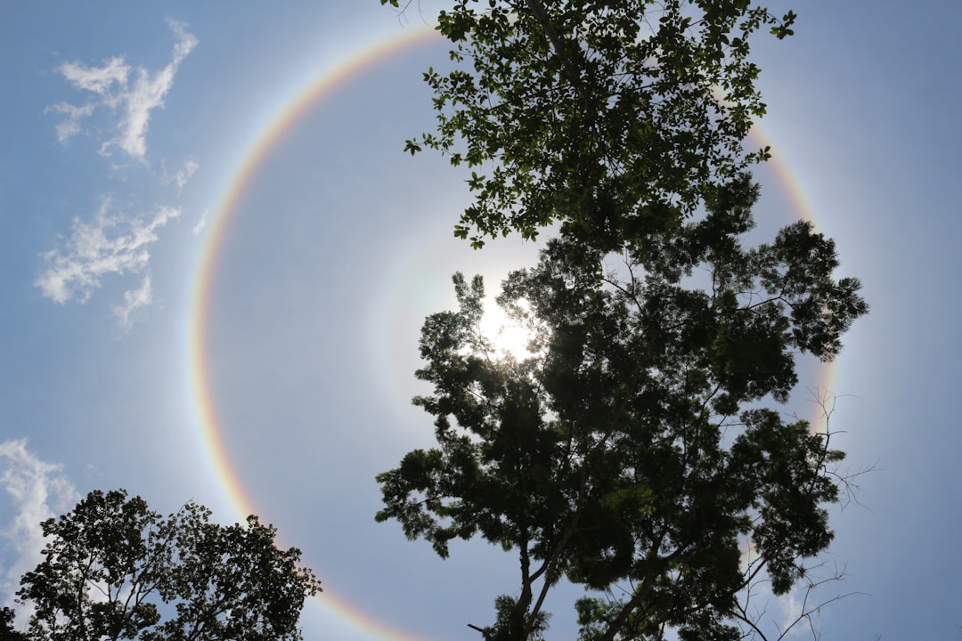 a rainbow ring in the sky over trees,