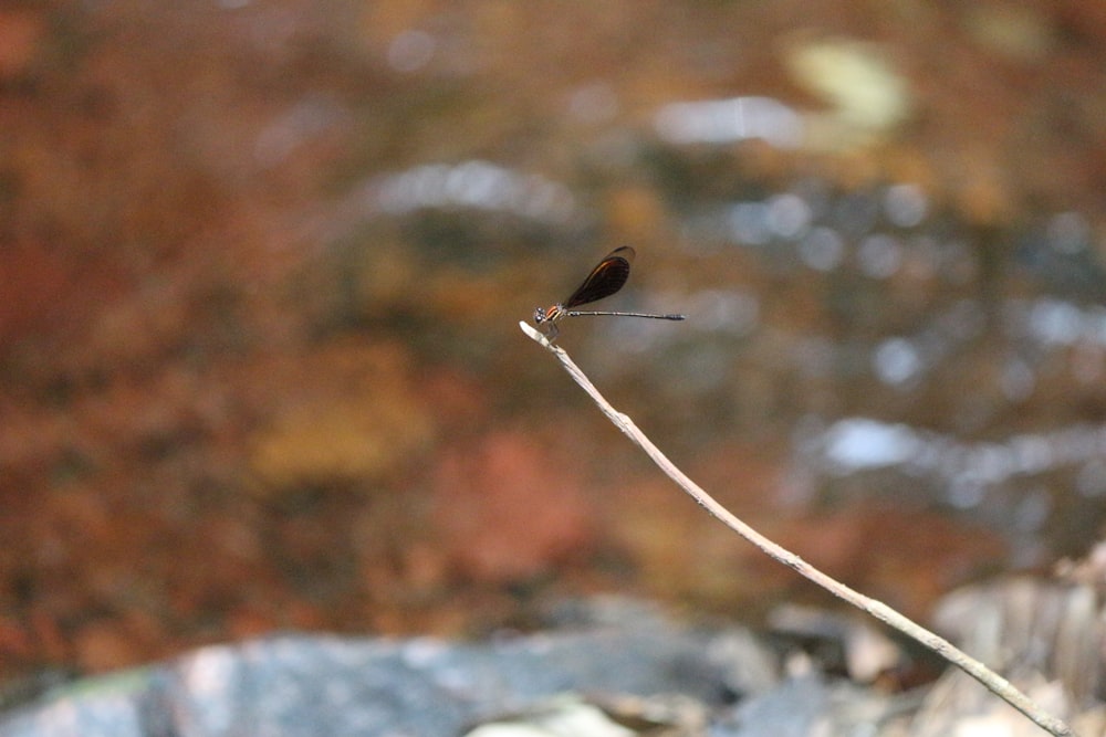 a small bird perched on a thin twig