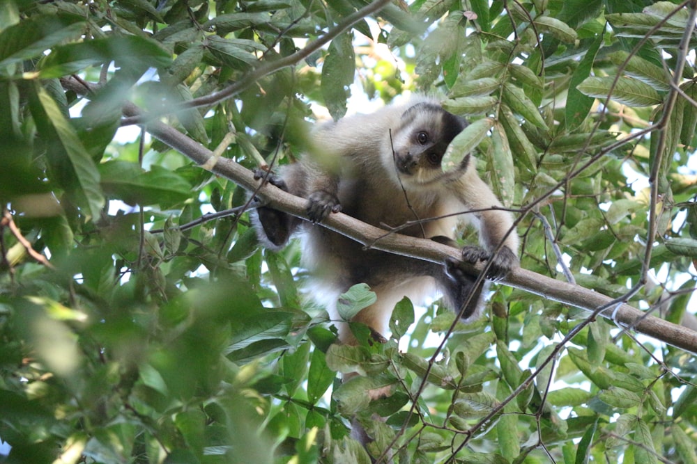 a monkey sitting on a branch in a tree